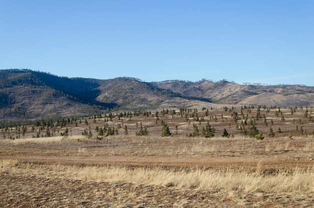 Paesaggio autunnale Un campo con erba secca e giovani pini Sullo sfondo ci sono piccole montagne