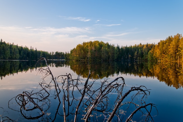 Paesaggio autunnale: una foresta vicino al fiume