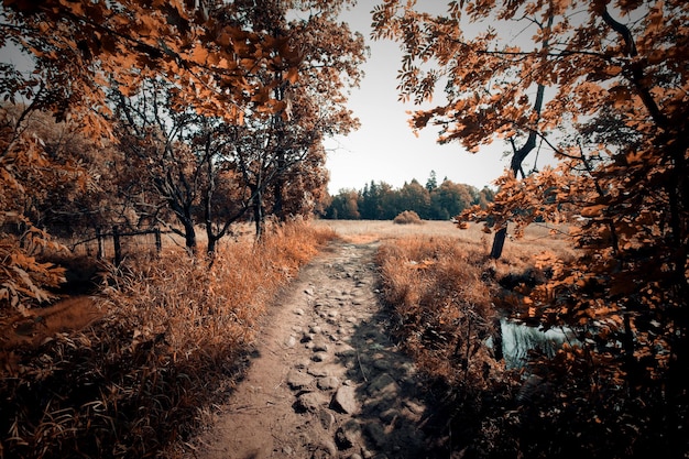 Paesaggio autunnale vicino al fiume