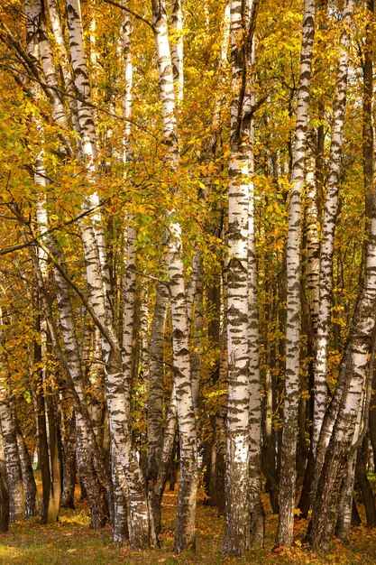 paesaggio autunnale