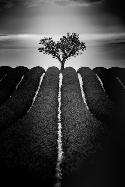 Paesaggio bellissimo campo di lavanda con cielo drammatico nel processo in bianco e nero Luminoso albero solitario