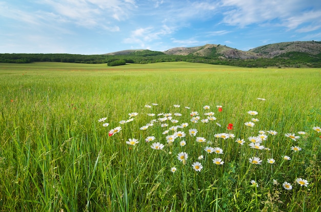 Paesaggio bellissimo prato verde primavera.