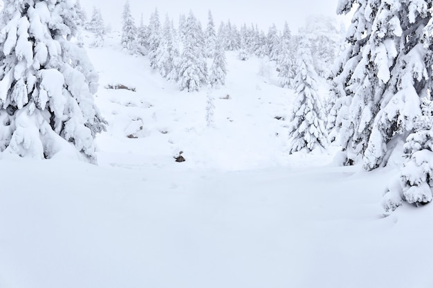 Paesaggio bianco - foresta innevata in una gola di montagna invernale