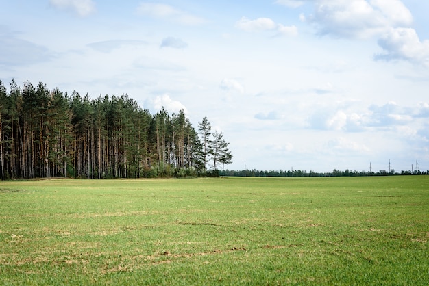 Paesaggio bielorusso. Campo di primavera e foresta sullo sfondo del cielo.