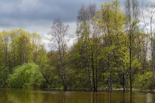 Paesaggio - boschetto primaverile di alberi allagati durante l'acqua alta