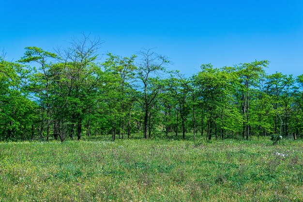 Paesaggio boschivo aperto soleggiato primaverile con prato fiorito e boschetti di latifoglie