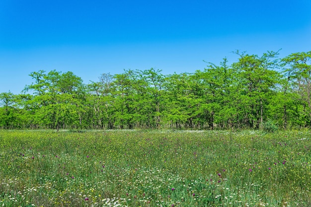 Paesaggio boschivo aperto soleggiato primaverile con prato fiorito e boschetti di latifoglie