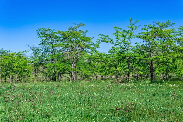 Paesaggio boschivo aperto soleggiato primaverile con prato fiorito e boschetti di latifoglie