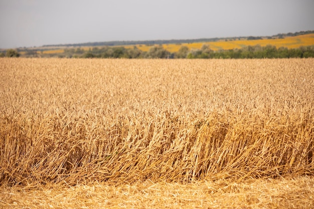 Paesaggio campo di grano Raccolto di grano Foto Premium