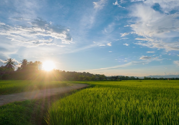 Paesaggio Campo di riso verde stagione delle piogge e tramonto bellissimo scenario naturale