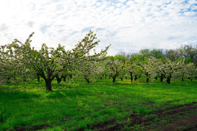 Paesaggio. ciliegio in primavera