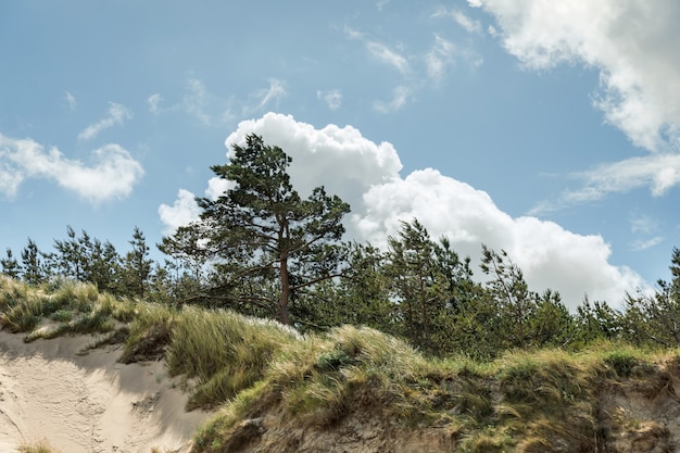 Paesaggio classico della spiaggia baltica