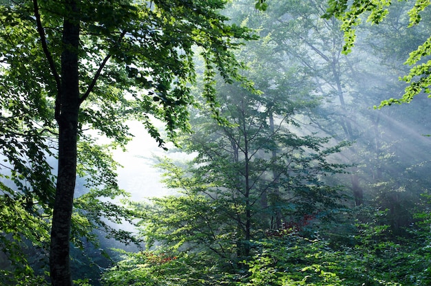 Paesaggio colorato con faggeta e il sole