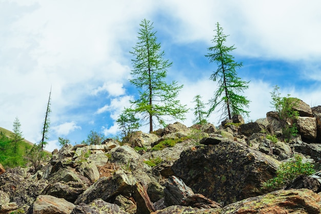 Paesaggio con alberi di conifere sulle morene