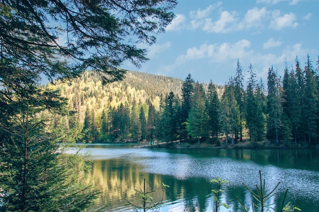 Paesaggio con alberi di pino in montagna e un fiume