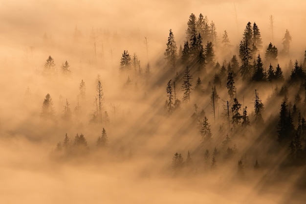 Paesaggio con albero che spunta da una nebbia nella natura autunnale illuminata dal sole mattutino