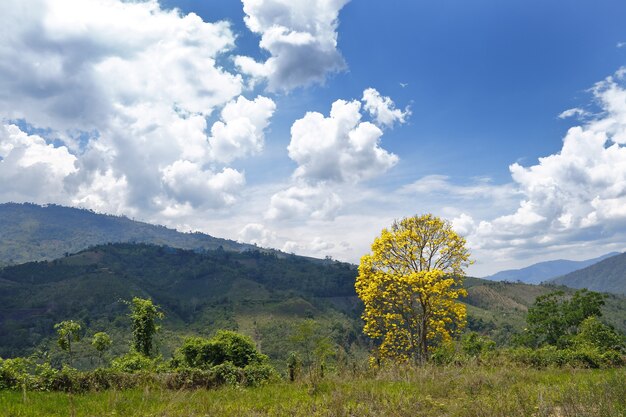 paesaggio con albero giallo nella giungla