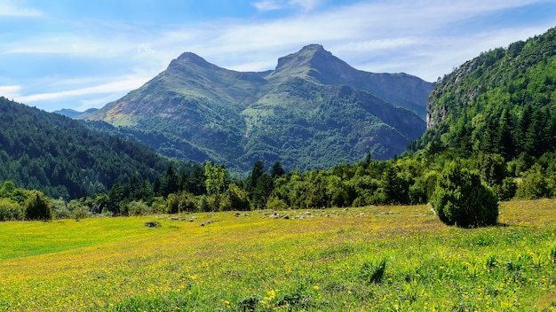 Paesaggio con alte montagne, boschi verdi e prati verdi con fiori gialli a Ordesa Pirineos. Relax e tranquillità per riposarsi dal lavoro.