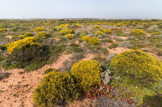 Paesaggio con arbusti densi di ulex.