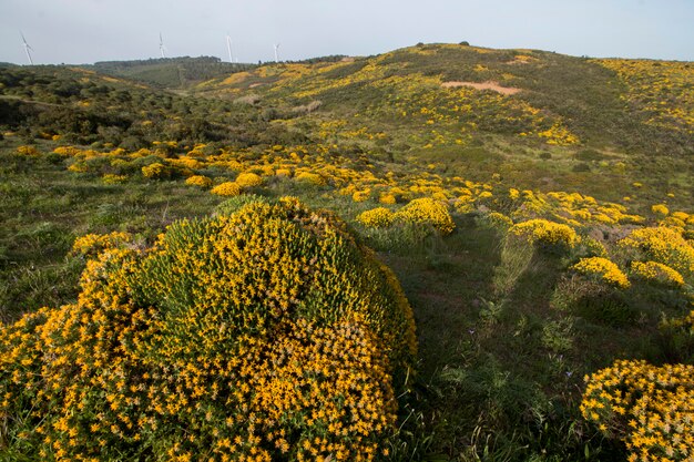 Paesaggio con arbusti densi di ulex.