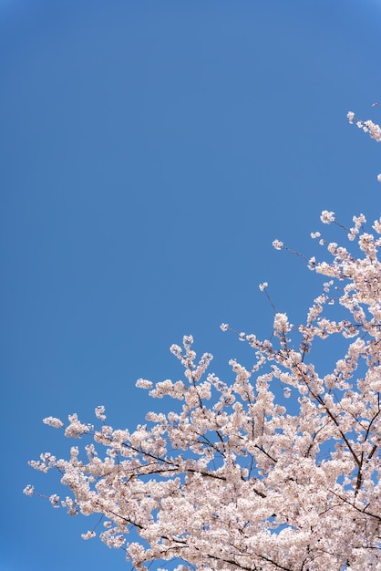 Paesaggio con bellissimi fiori di ciliegio sotto il cielo blu