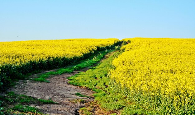 Paesaggio con campi di canola gialli