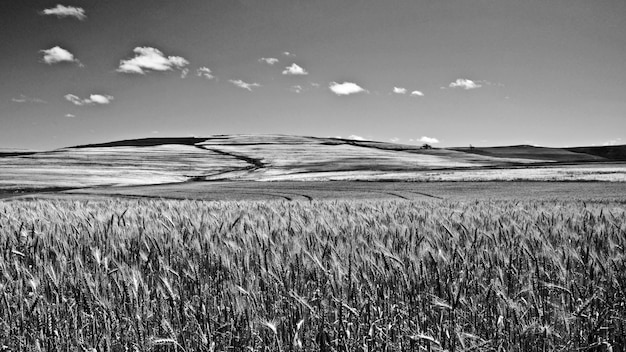 Paesaggio con campi di grano monocromatico