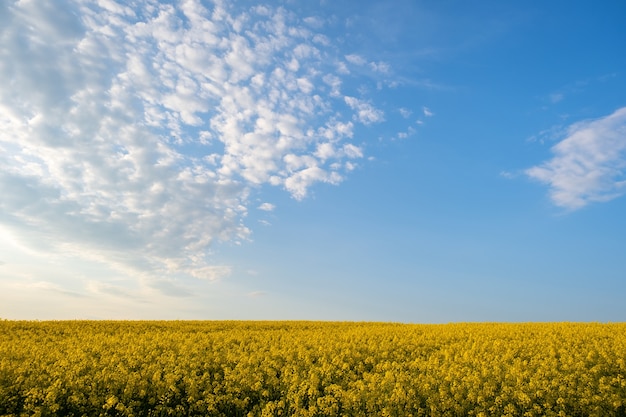 Paesaggio con campo agricolo di colza gialla in fiore e cielo blu chiaro in primavera.