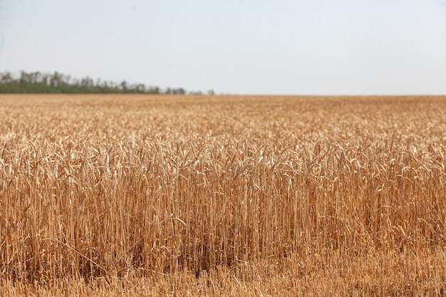 Paesaggio con campo di grano