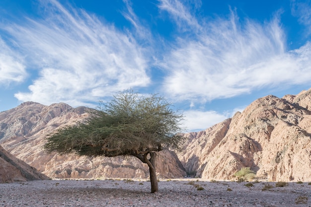 Paesaggio con canyon nel deserto