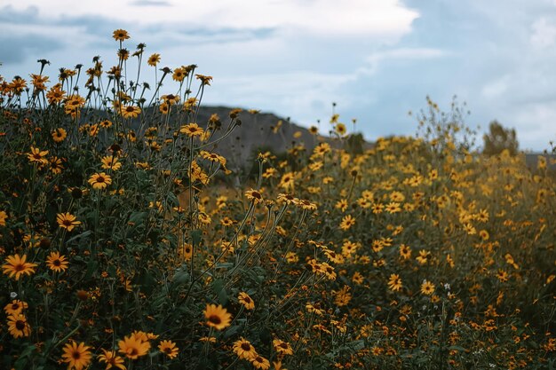 Paesaggio con cielo blu e molti fiori gialli al tramonto