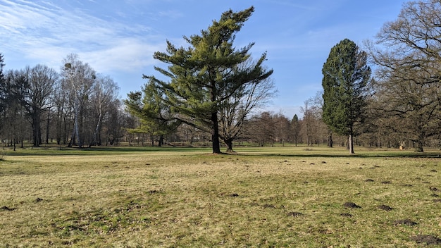 paesaggio con erba verde e alberi nel parco della città sotto il cielo blu