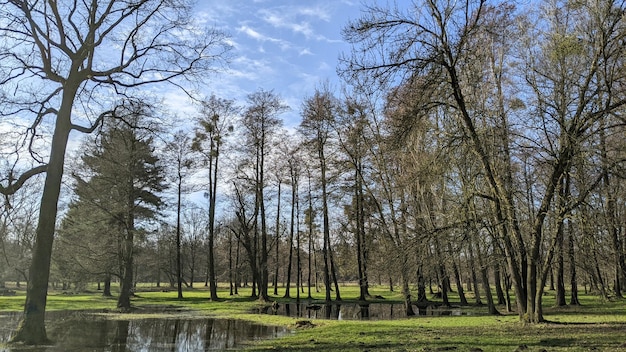 paesaggio con erba verde e alberi nel parco della città sotto il cielo blu