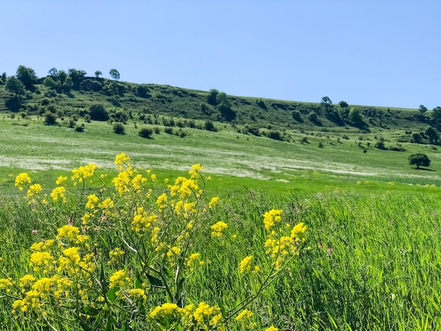 paesaggio con erbe verdi scena estiva