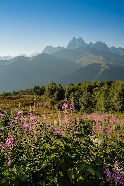 Paesaggio con fiori che sbocciano e picco di montagne, vista estiva