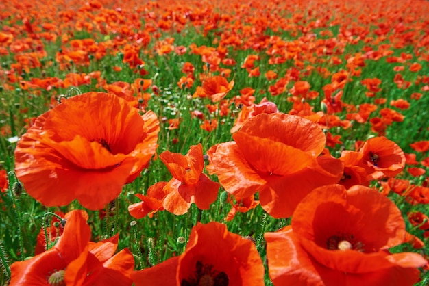 Paesaggio con fiori di papavero in fiore