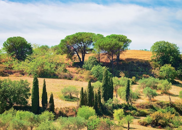 Paesaggio con foresta in provincia di Enna, Sicilia, Italia