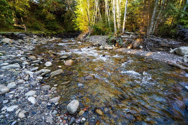 Paesaggio con foresta, pietre e con un ruscello poco profondo trasparente