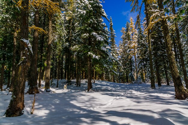 Paesaggio con grande natura siberiana, Altai, Russia.