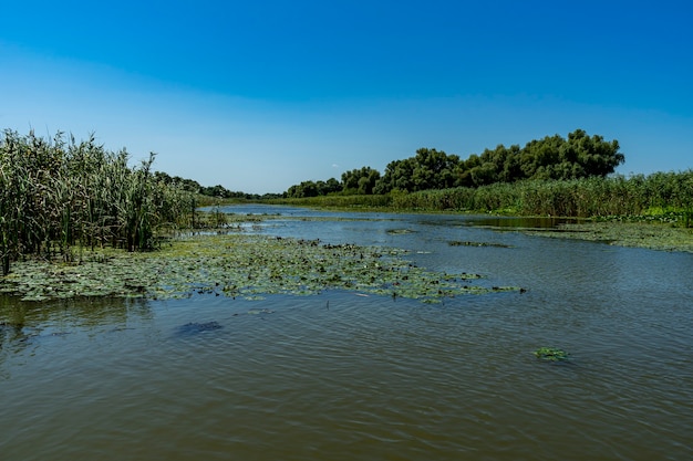 Paesaggio con linea di galleggiamento, uccelli, canne e vegetazione nel Delta del Danubio, Romania, 2021