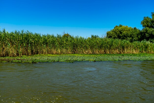 Paesaggio con linea di galleggiamento, uccelli, canne e vegetazione nel Delta del Danubio, Romania, 2021