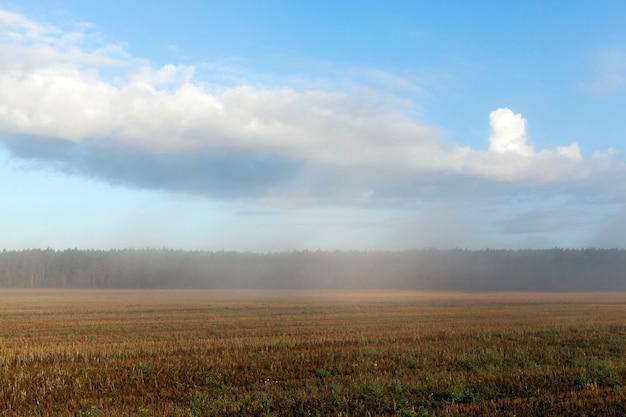 Paesaggio con mattina nebbiosa su un campo agricolo in pendenza