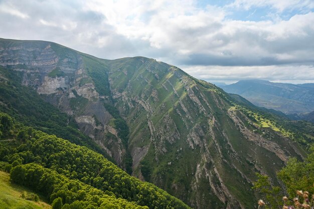 Paesaggio con montagne con erba alberi e fiori in una soleggiata giornata estiva