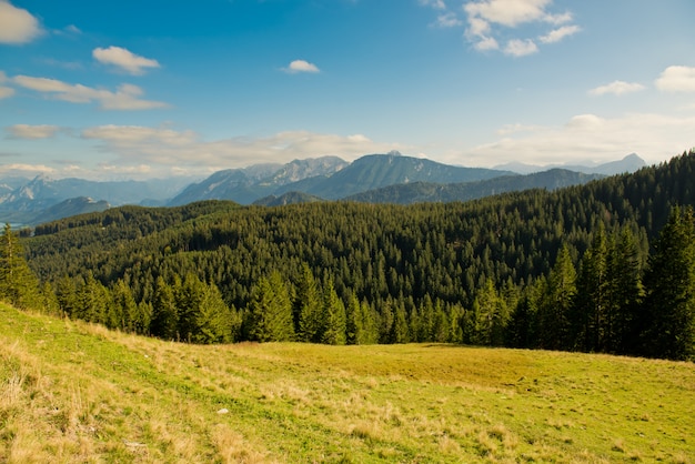 Paesaggio con montagne della foresta.