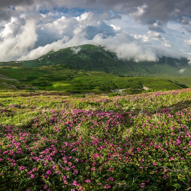 Paesaggio con montagne e nuvole nel cielo, fiori di primavera nella natura selvaggia