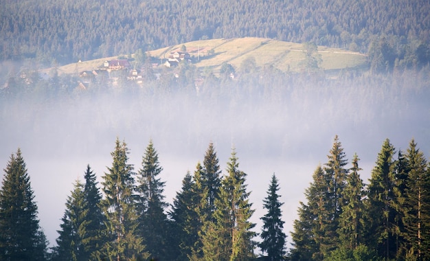 Paesaggio con nebbia e foresta di abeti rossi in montagna