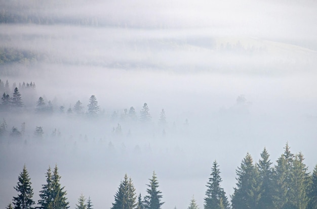 Paesaggio con nebbia e foresta di abeti rossi in montagna