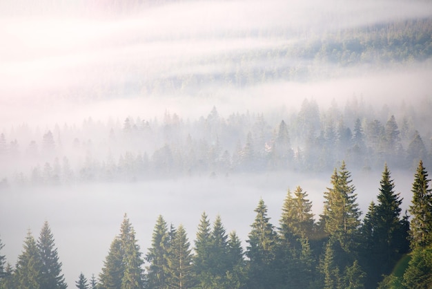 Paesaggio con nebbia e foresta di abeti rossi in montagna