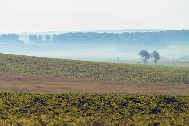 Paesaggio con nebbia nel campo arato