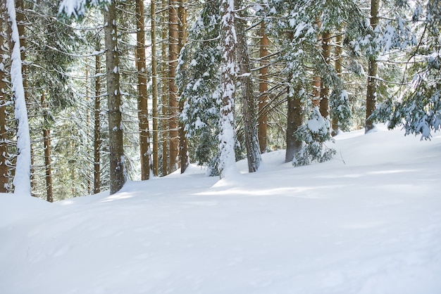 paesaggio con neve e piante di ambiente invernale